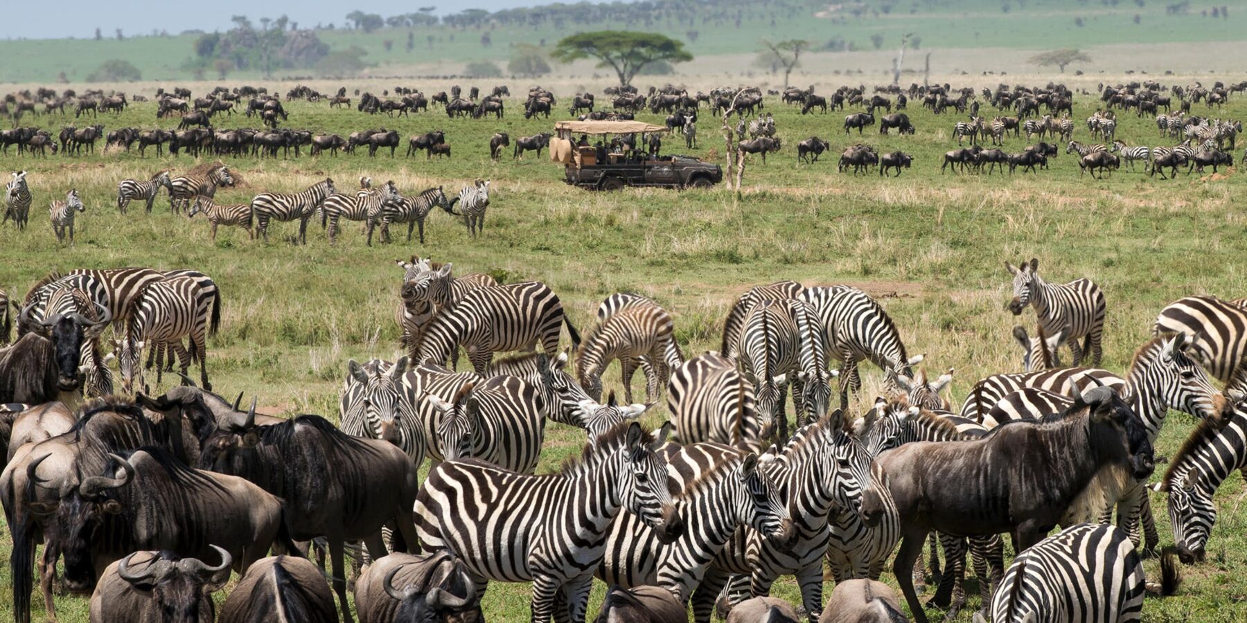 African Game Drive
