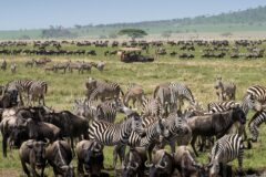 African Game Drive