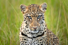 Akagera leopard credit Dana Allen2