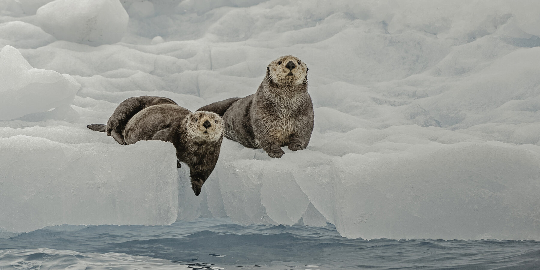 Sea Otter on Ice,  Enhydra lutris,  Prince William Sound,  Alaska, in front of Surprise Glacier. Resting on the ice from the glacier.