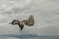 Sea Otter on Ice,  Enhydra lutris,  Prince William Sound,  Alaska, in front of Surprise Glacier. Resting on the ice from the glacier.