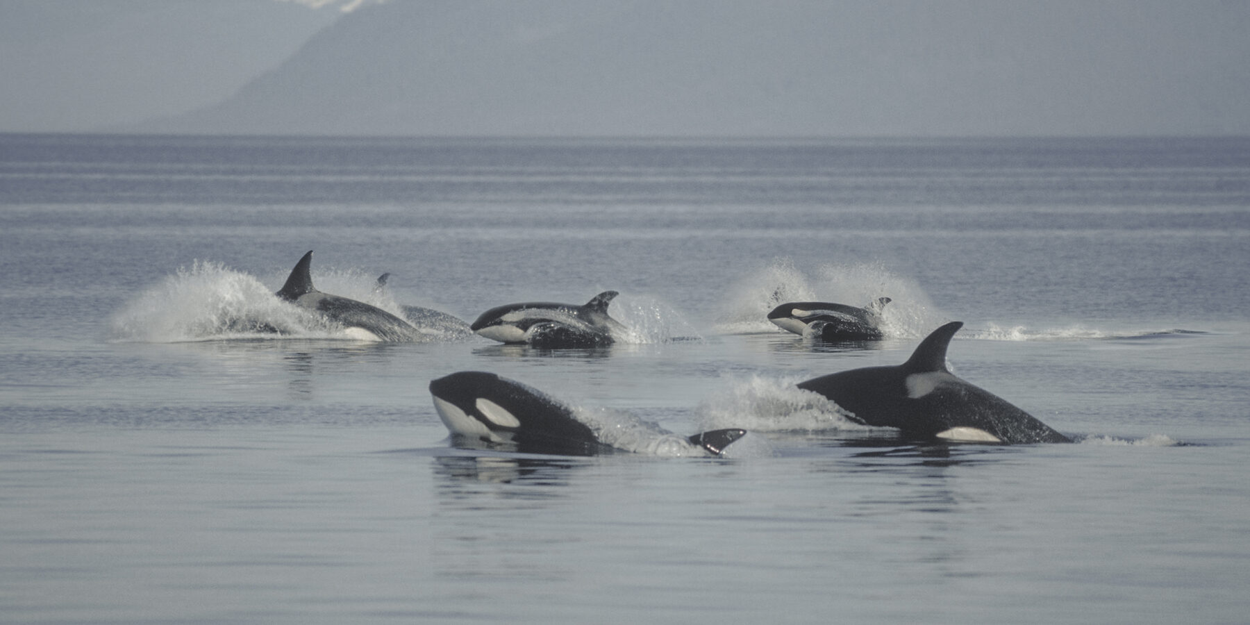 Pod of Killer Whales in Frederick Sound