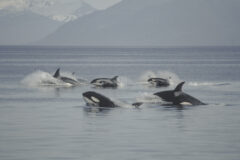 Pod of Killer Whales in Frederick Sound