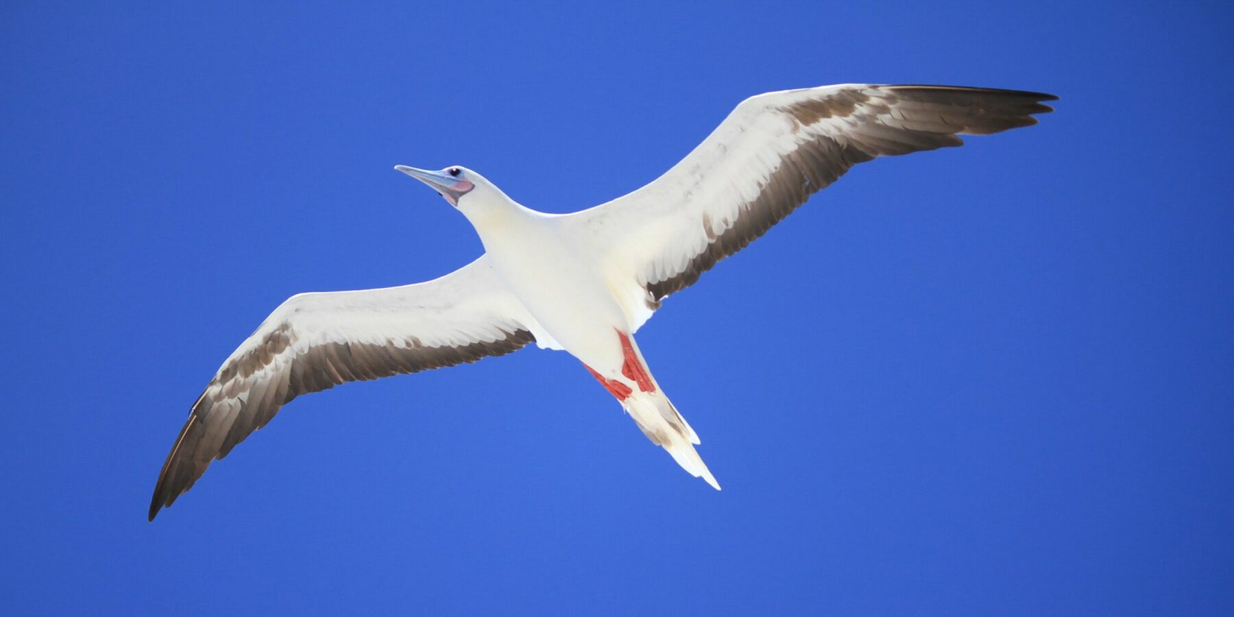 Bird Island Bird