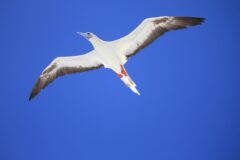 Bird Island Bird