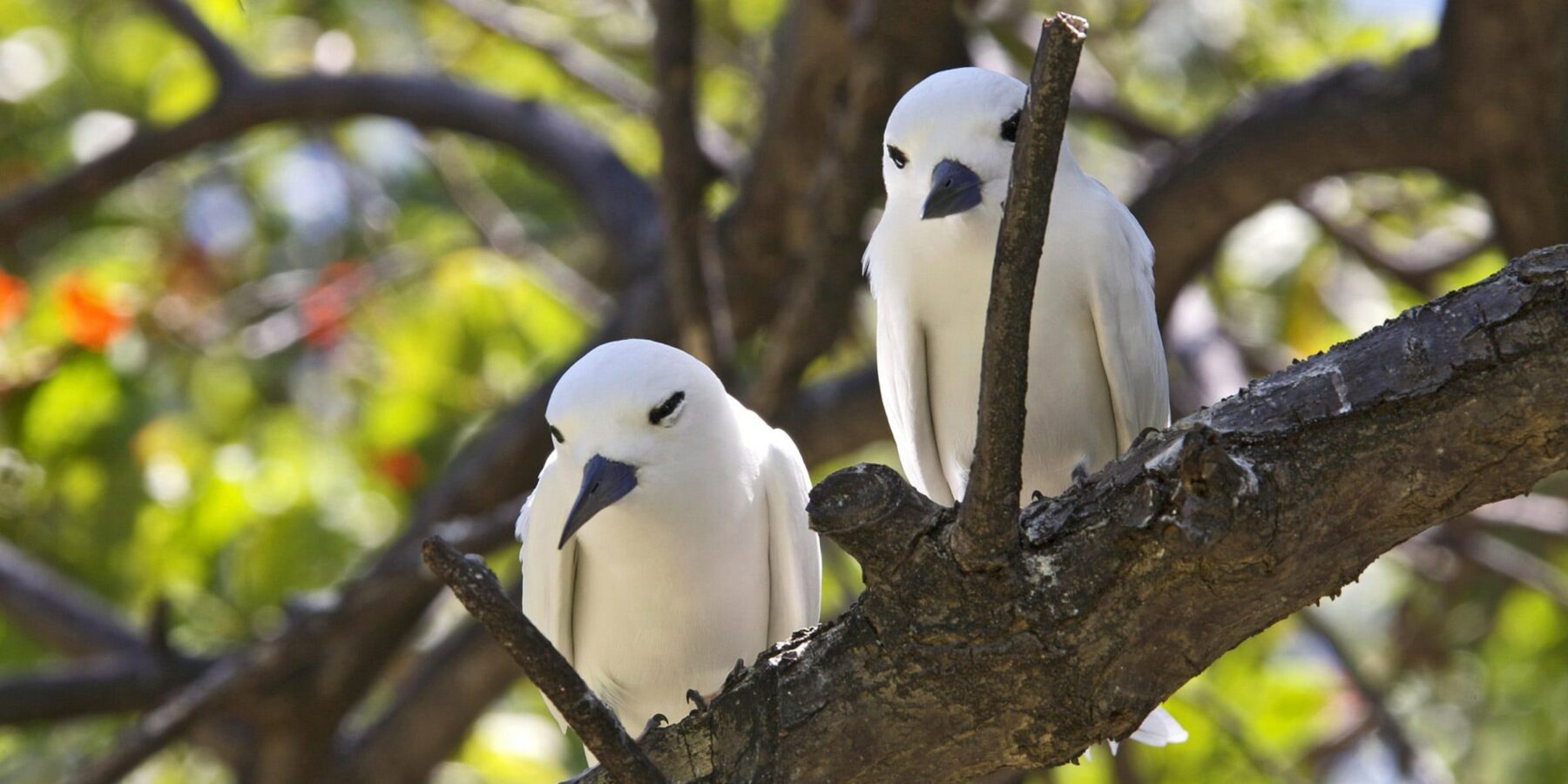 Bird Island Tern