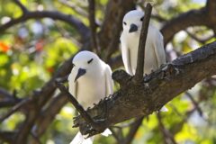 Bird Island Tern