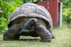 Bird Island Tortoise
