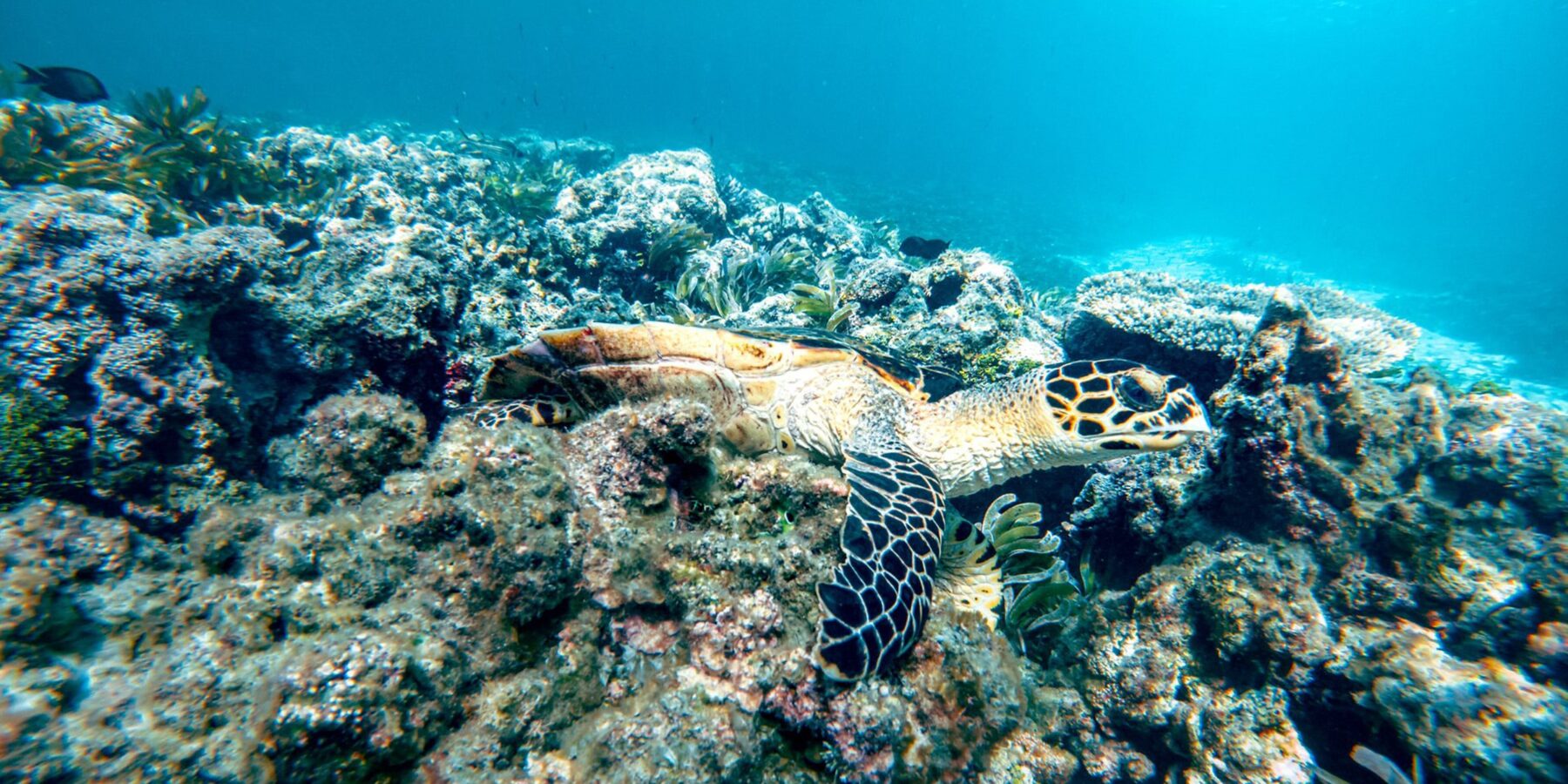Bird Island Turtle