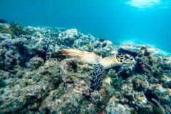 Bird Island Turtle