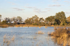 Botswana Kwedi 1