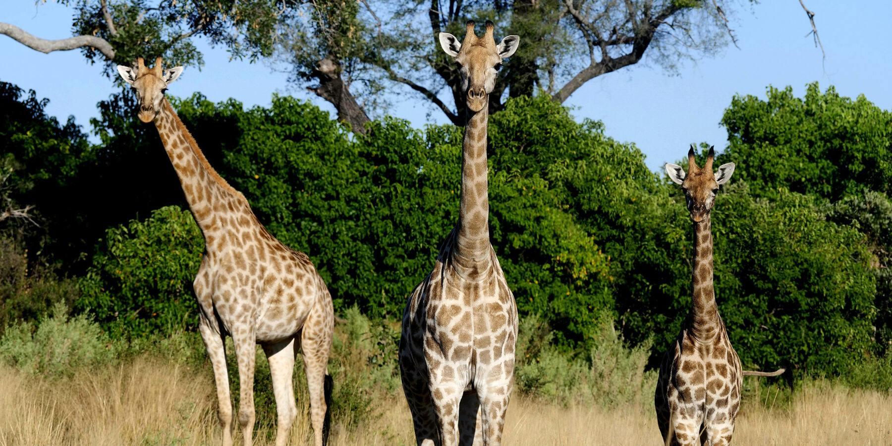 Botswana Moremi