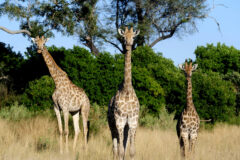 Botswana Moremi