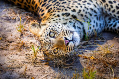 Botswana Selinda 1