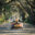 Dallal USA road trip hero image