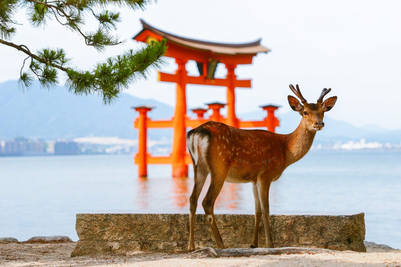DEER shutterstock_2646274539