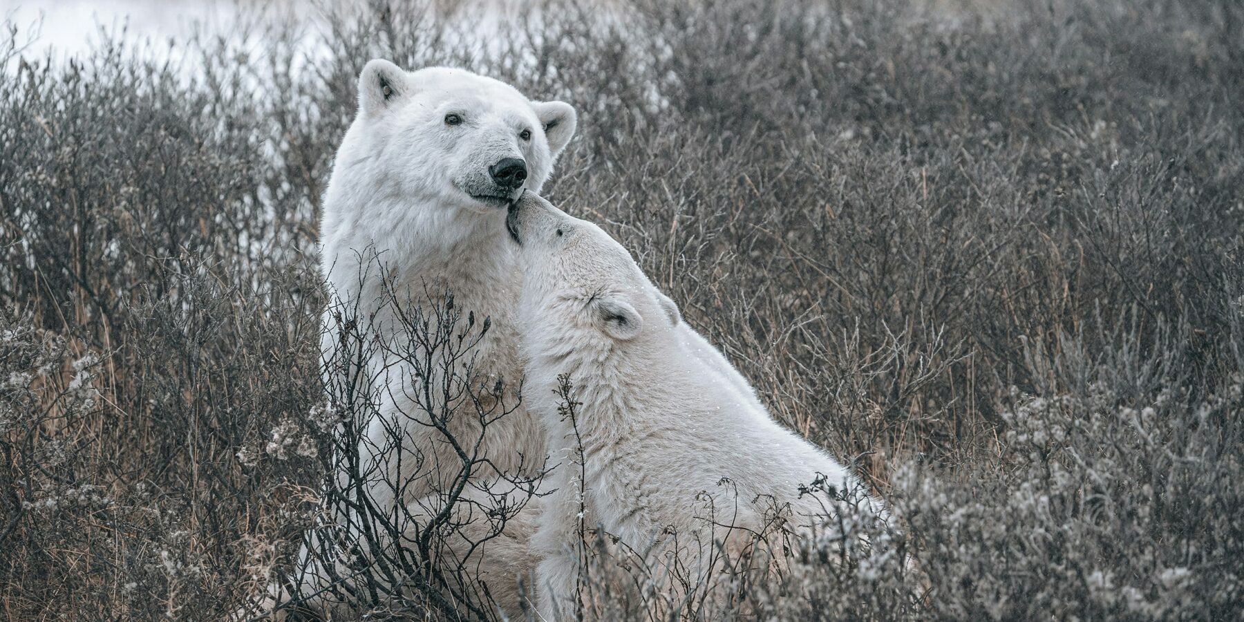 dustin-bowdige-yoSD_s7j5P4-unsplash