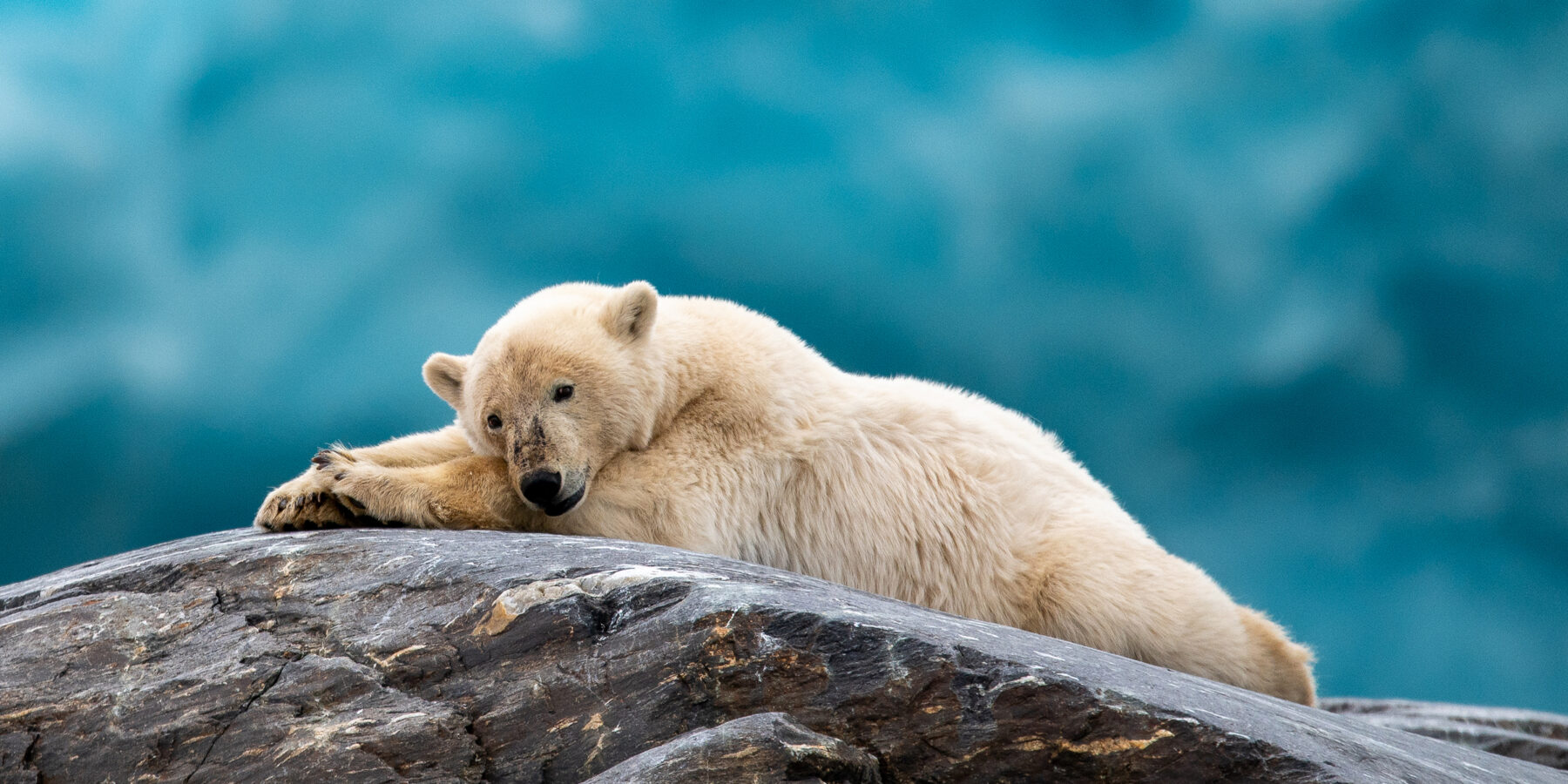 EASTERN 1 Wildlife_Svalbard_HX_38944 Martin Johanson credit