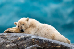 EASTERN 1 Wildlife_Svalbard_HX_38944 Martin Johanson credit