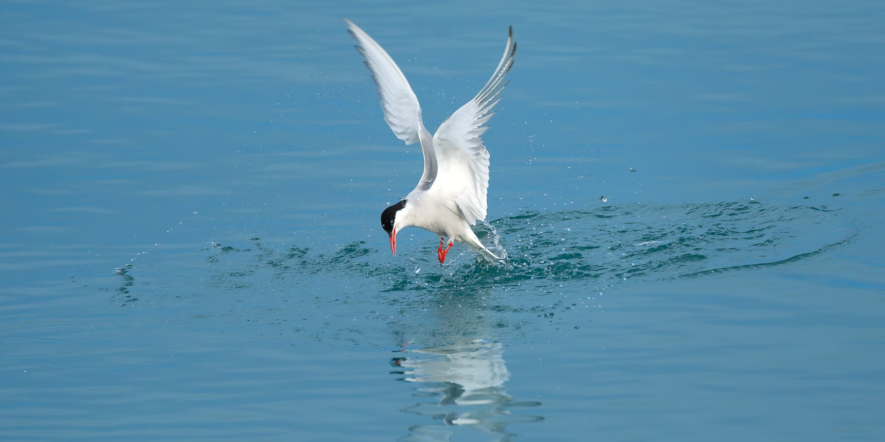 EASTERN 3 Svalbard_Wildlife_HX_43720_Credit_Jan_Hvizdal