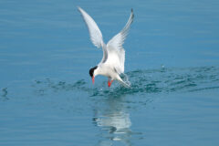 EASTERN 3 Svalbard_Wildlife_HX_43720_Credit_Jan_Hvizdal