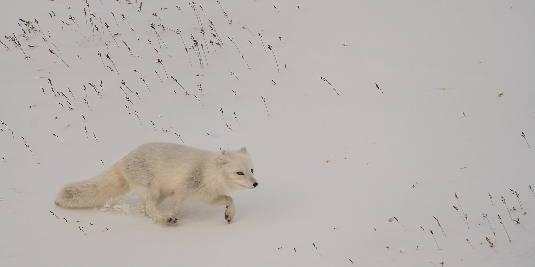 EASTERN 4 Kapp_Waldburg_Svalbard_HX_39780_Photo_Jan_Hvizdal