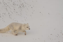 EASTERN 4 Kapp_Waldburg_Svalbard_HX_39780_Photo_Jan_Hvizdal