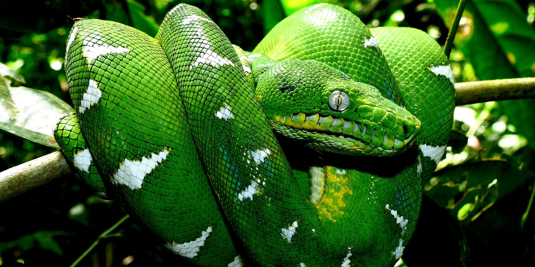 Ecuador rainforest 3