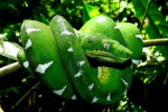 Ecuador rainforest 3