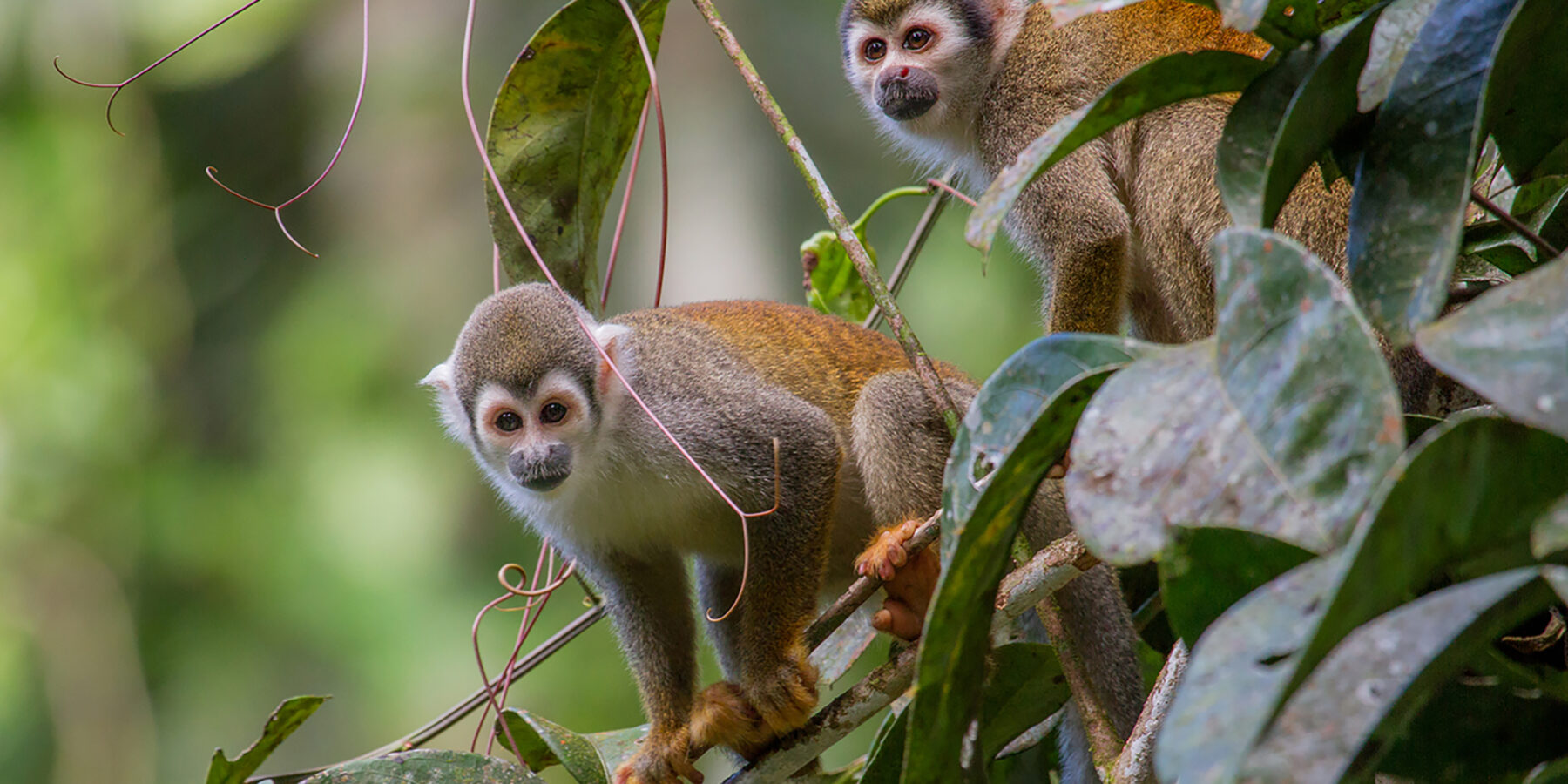 Ecuador Rainforest monkeys