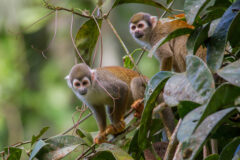 Ecuador Rainforest monkeys