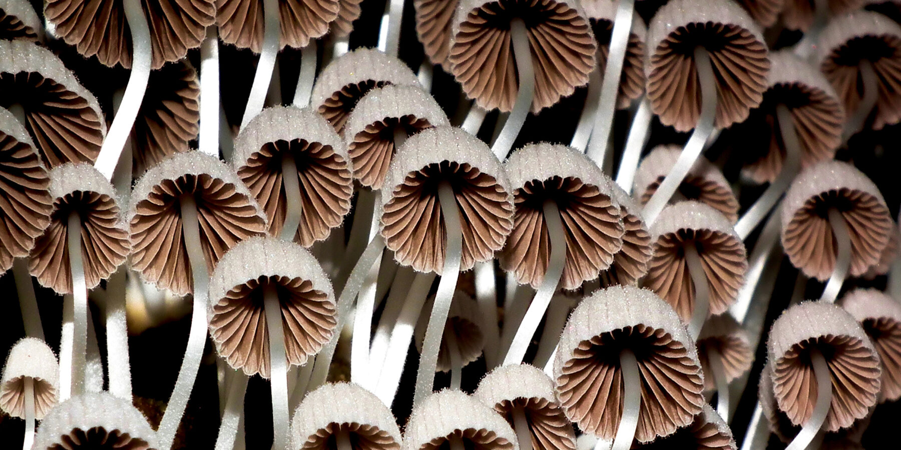 Ecuador Rainforest – mushrooms