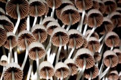Ecuador Rainforest – mushrooms