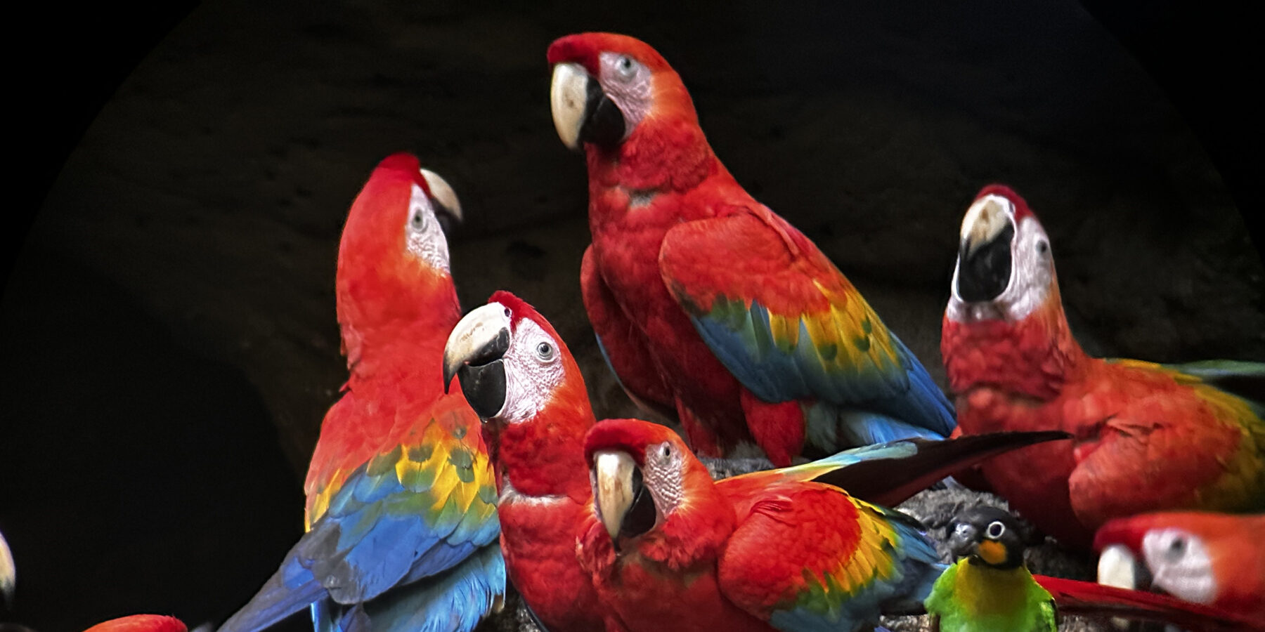 Ecuador Rainforest parrots