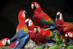 Ecuador Rainforest parrots