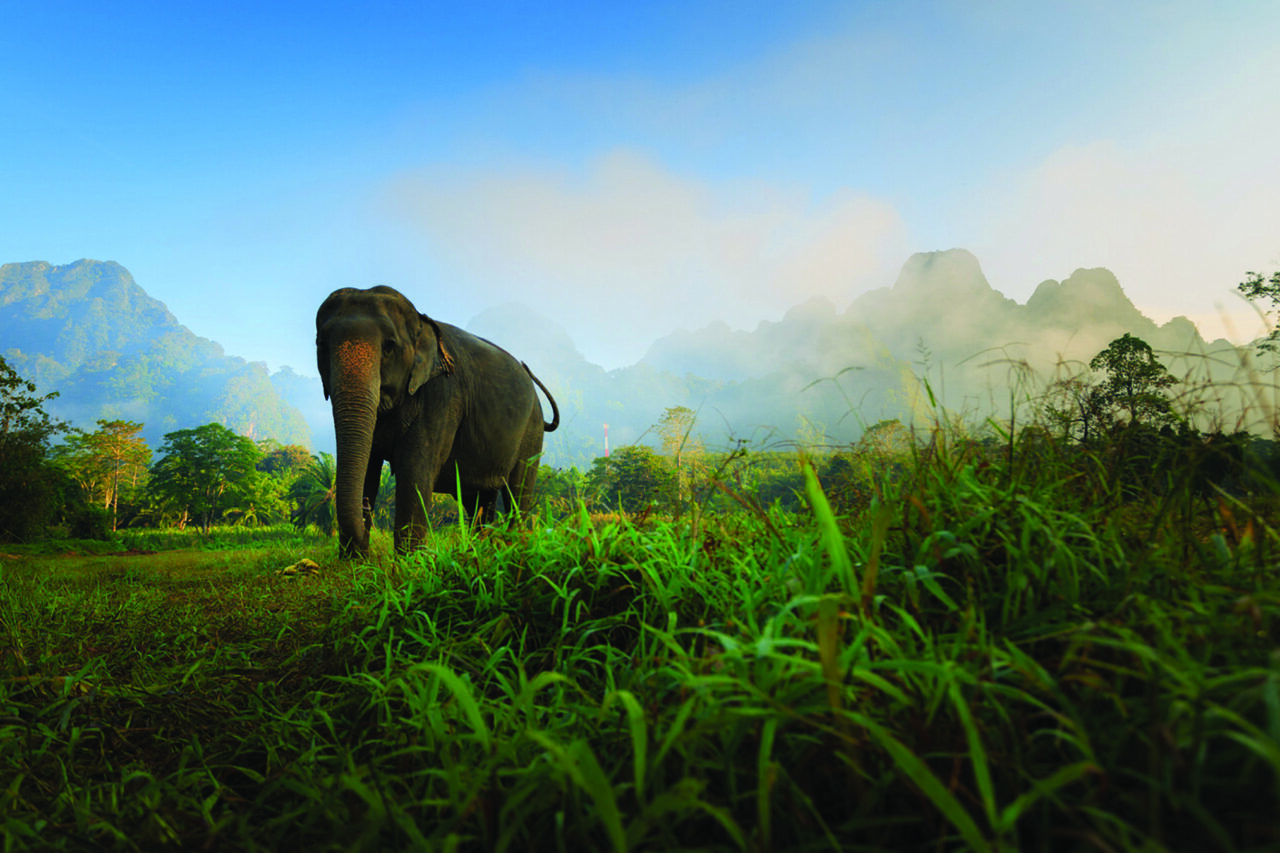 Elephant Hills 5