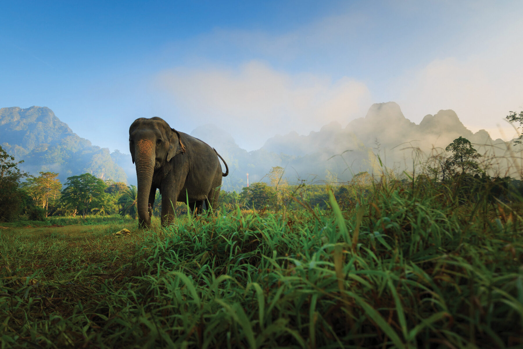 Elephant Hills 5