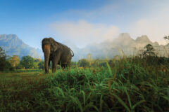 Elephant Hills 5
