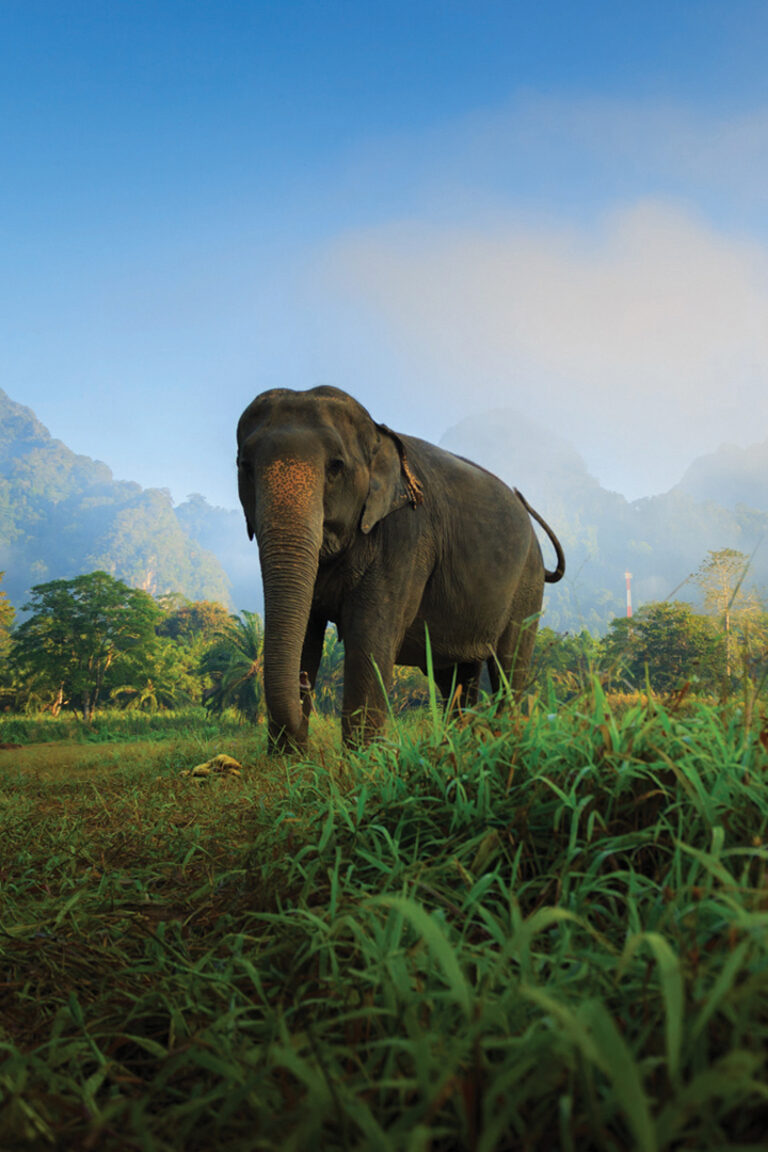 Elephant Hills 5a