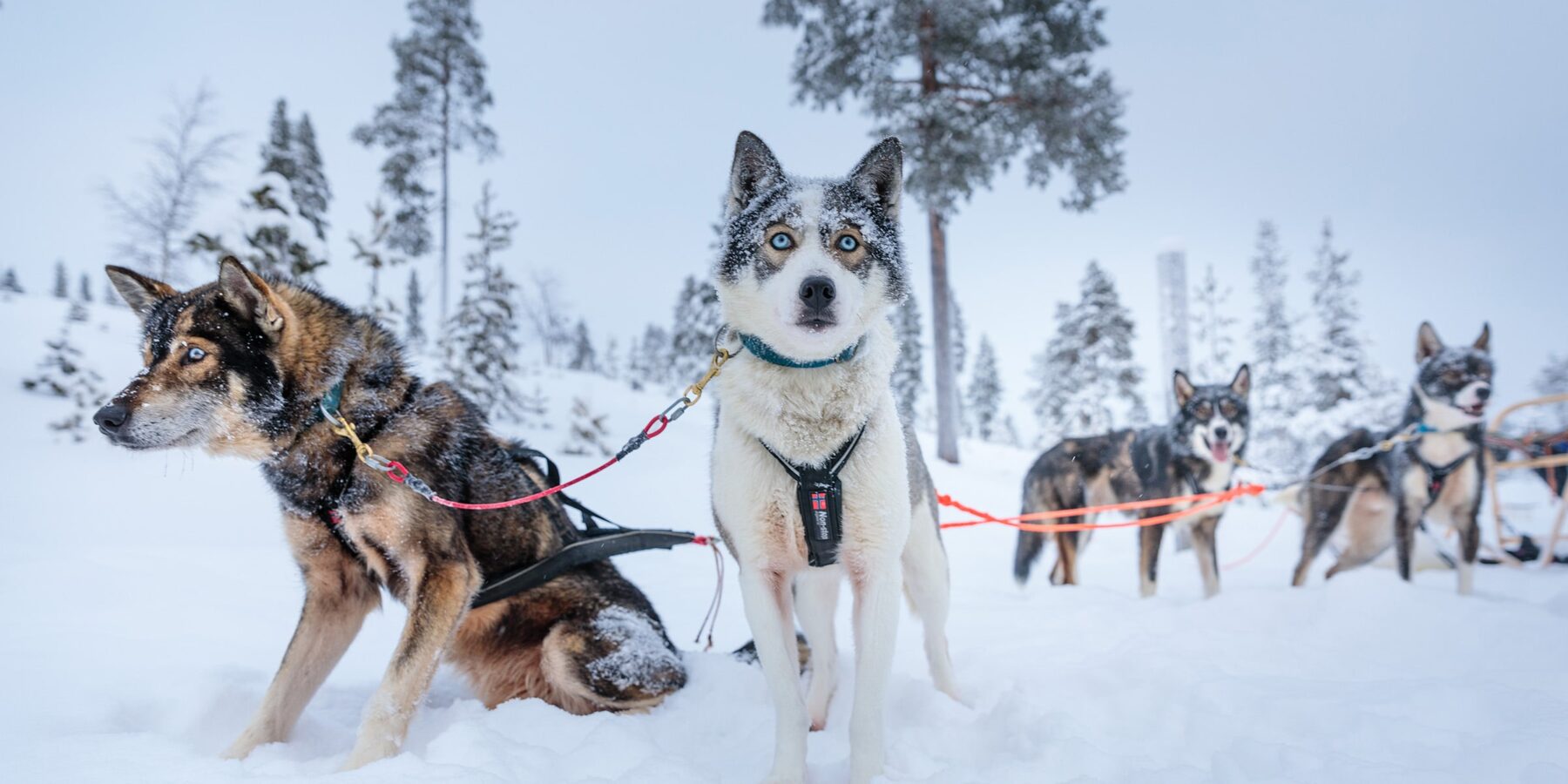 Finnish Lapland – swap image 2 on carousel reindeer asleep) for this one