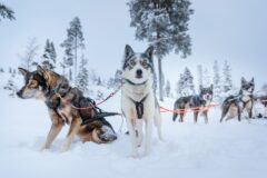 Finnish Lapland – swap image 2 on carousel reindeer asleep) for this one