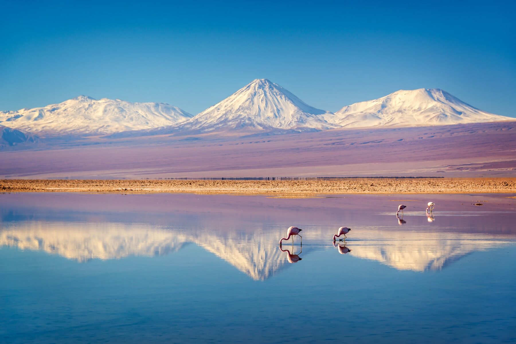 FLAMINGOS shutterstock_1446098228