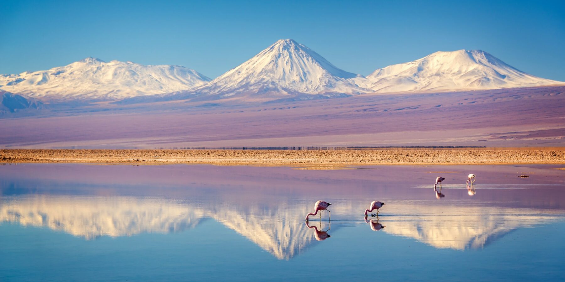 FLAMINGOS shutterstock_1446098228