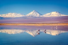 FLAMINGOS shutterstock_1446098228
