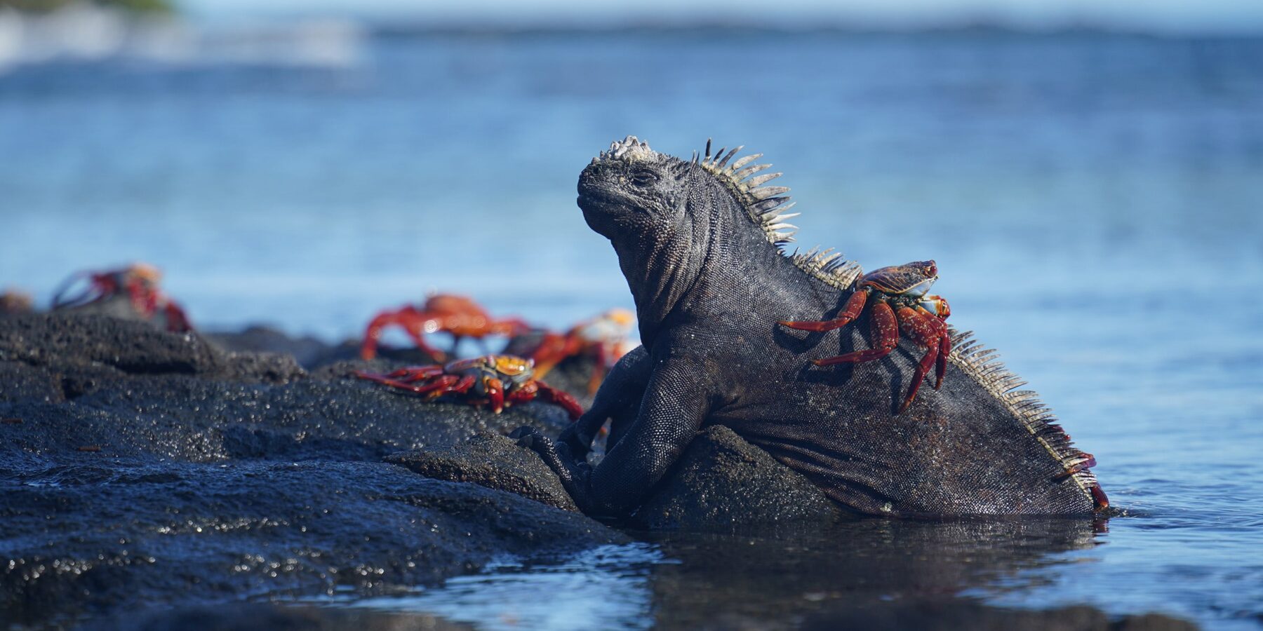 Galapagos 3