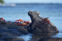 Galapagos 3