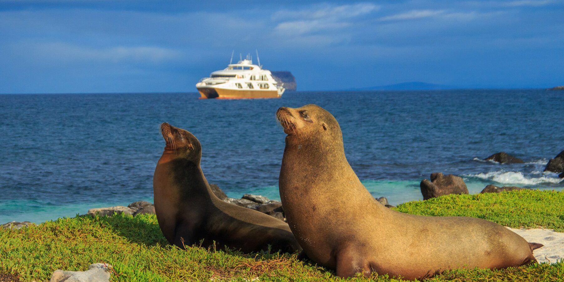 Galapagos 4