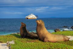 Galapagos 4