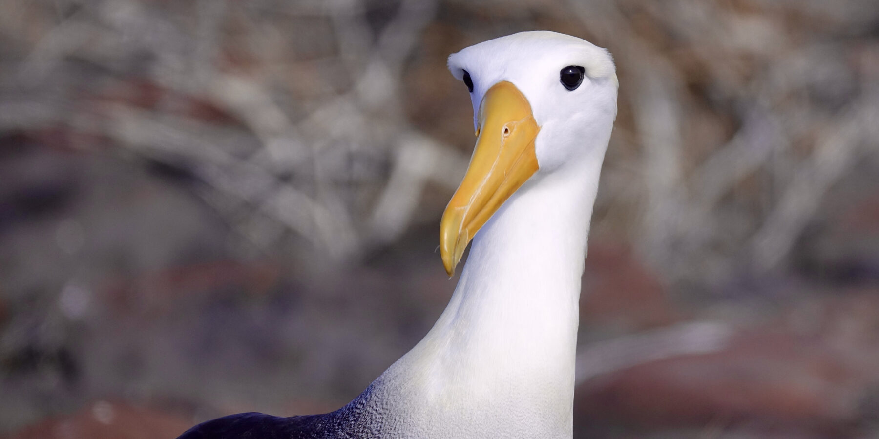 Galapagos – Albatross