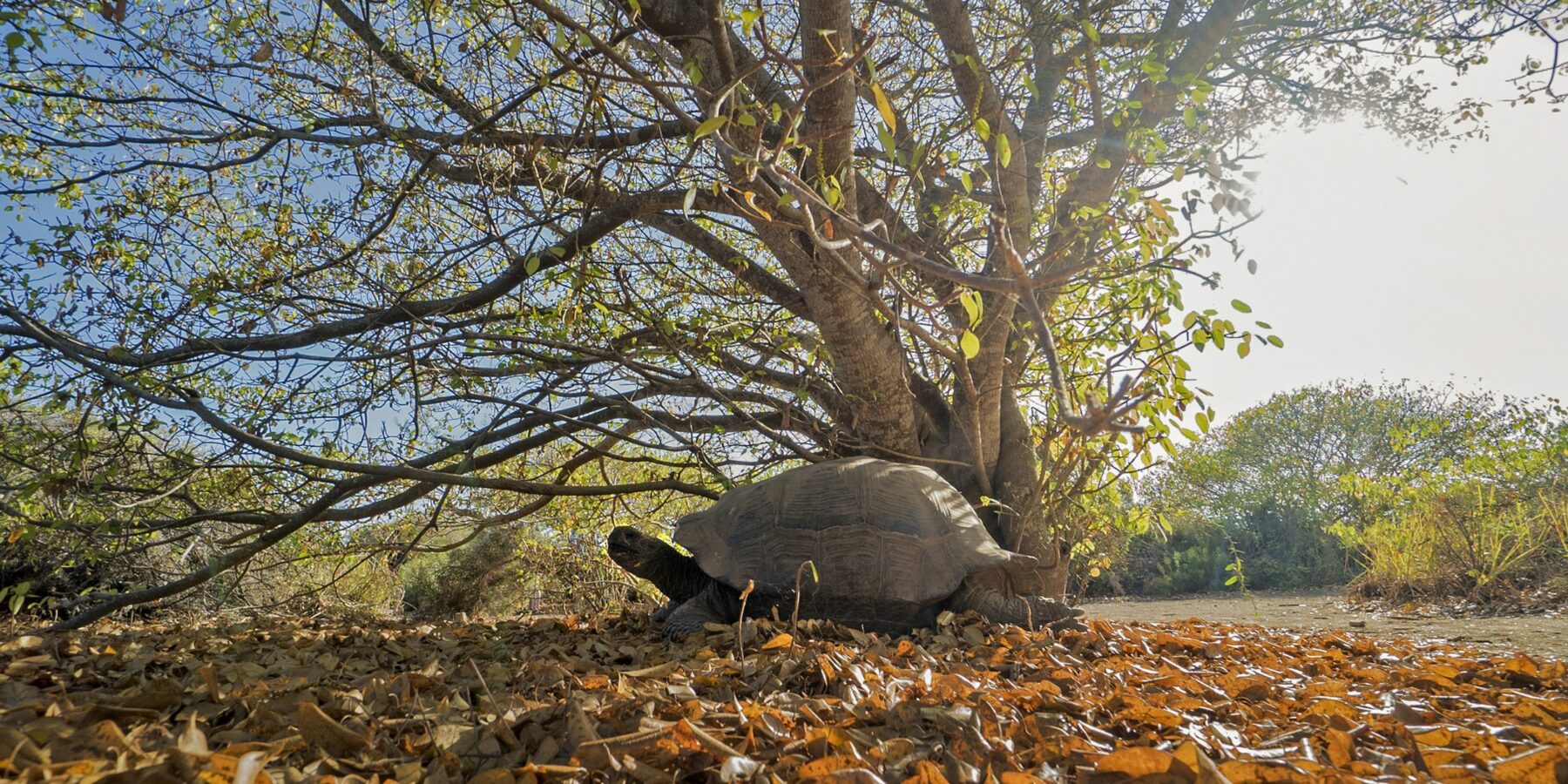 Galapagos Tortoise